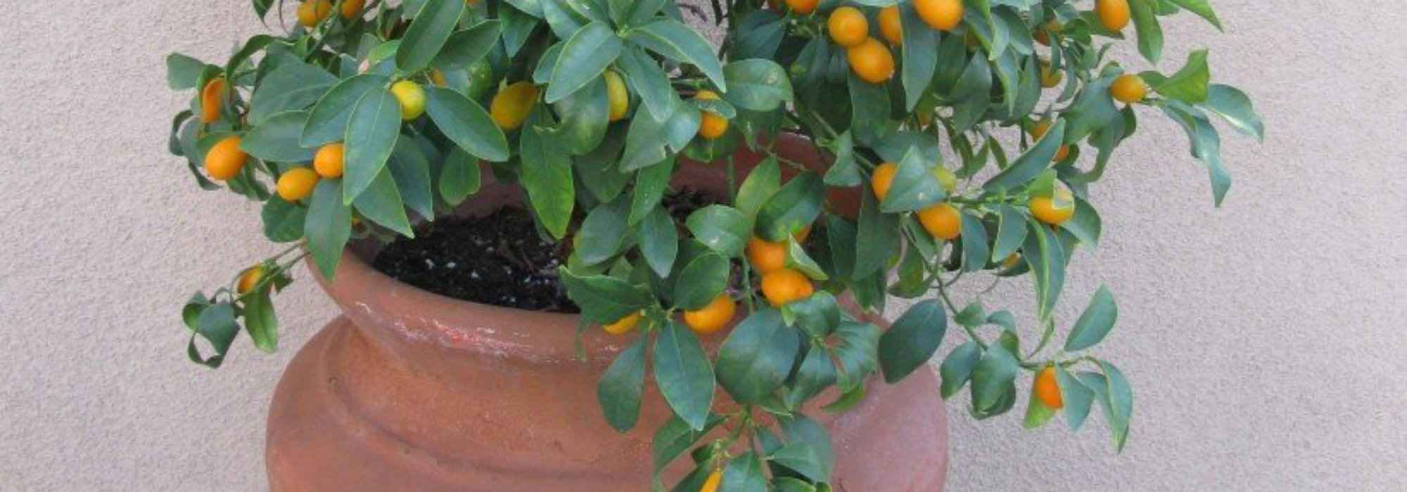 Welche Zitrusfrüchte im Topf auf der Terrasse anbauen?