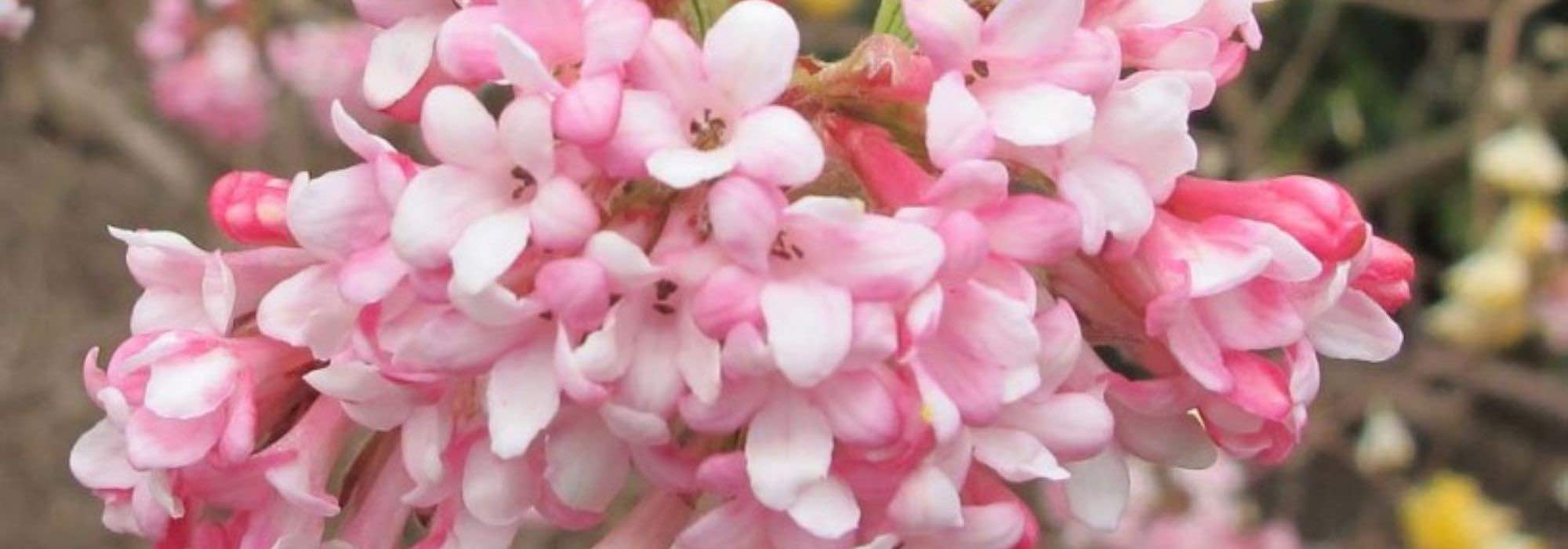6 Sträucher mit Blüte im Frühwinter