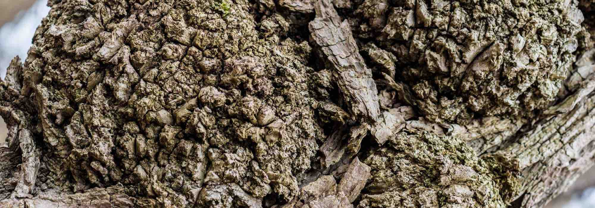 Agrobacterium tumefaciens oder Halsgalle?