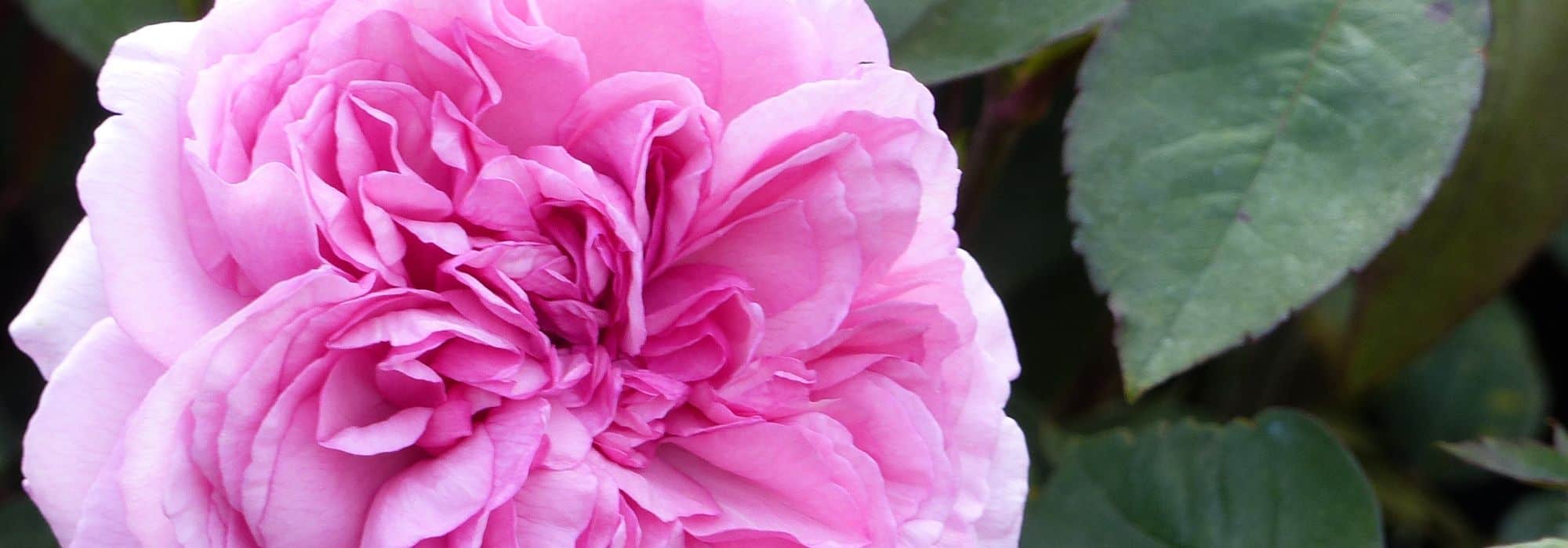 8 Irrtümer über Rosen