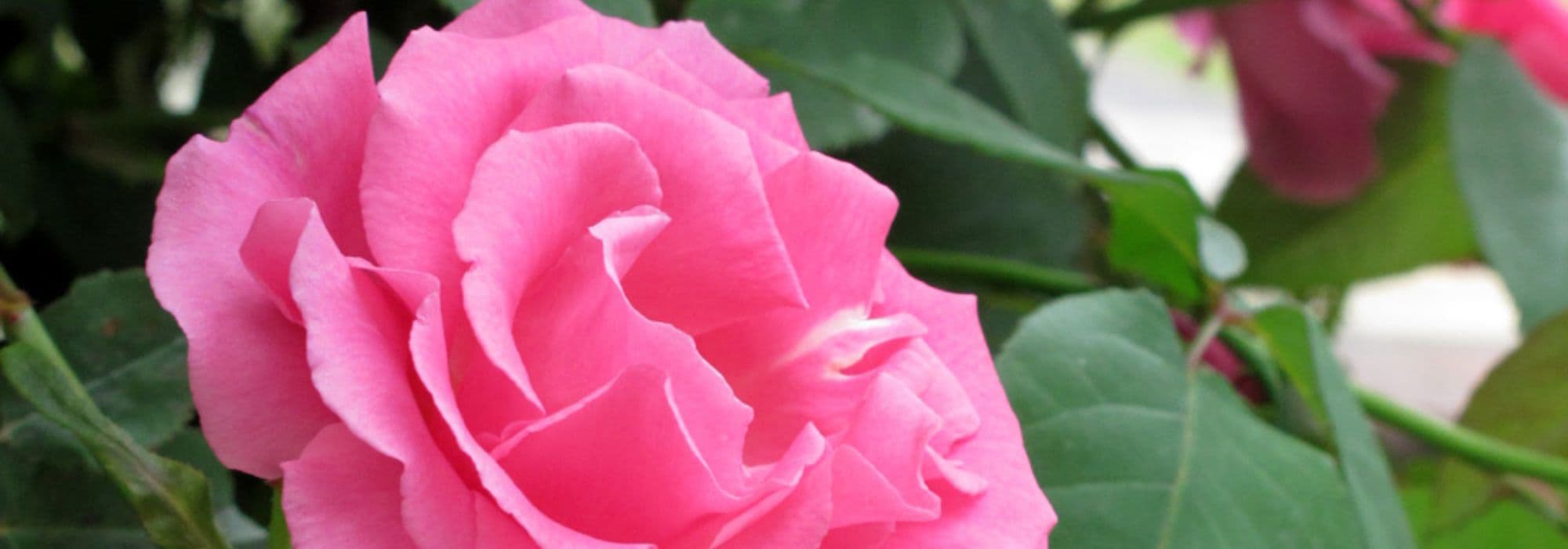 Welche Rose für einen Rosenbogen?