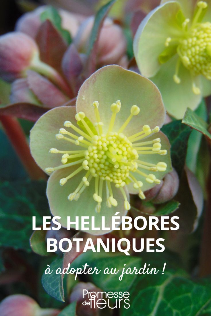 botanische Helleborus