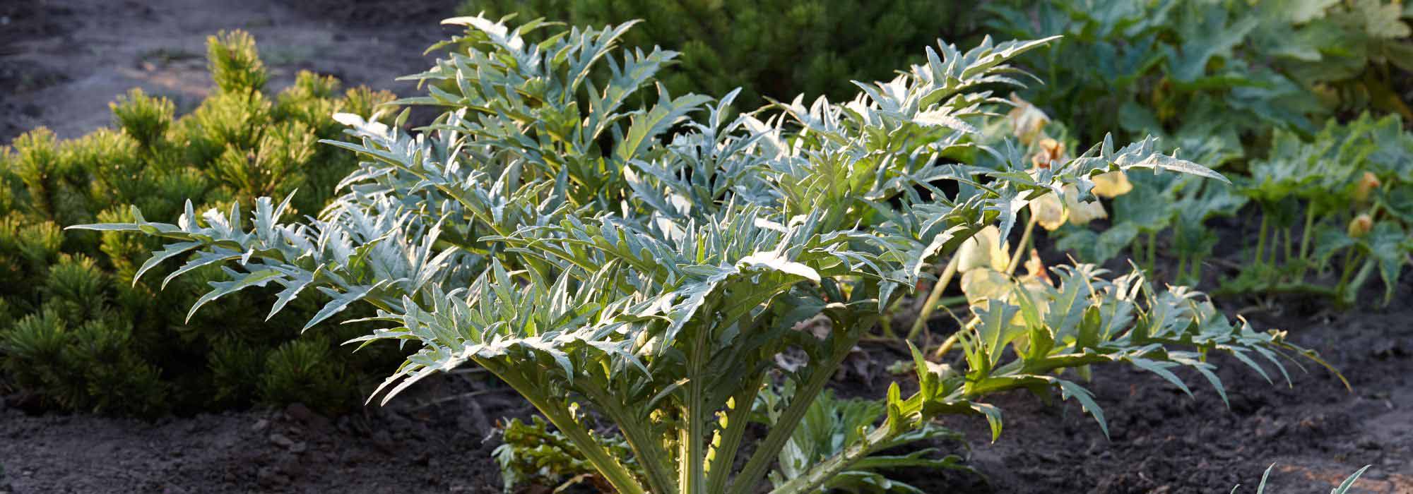 Artischocke vor Frost schützen