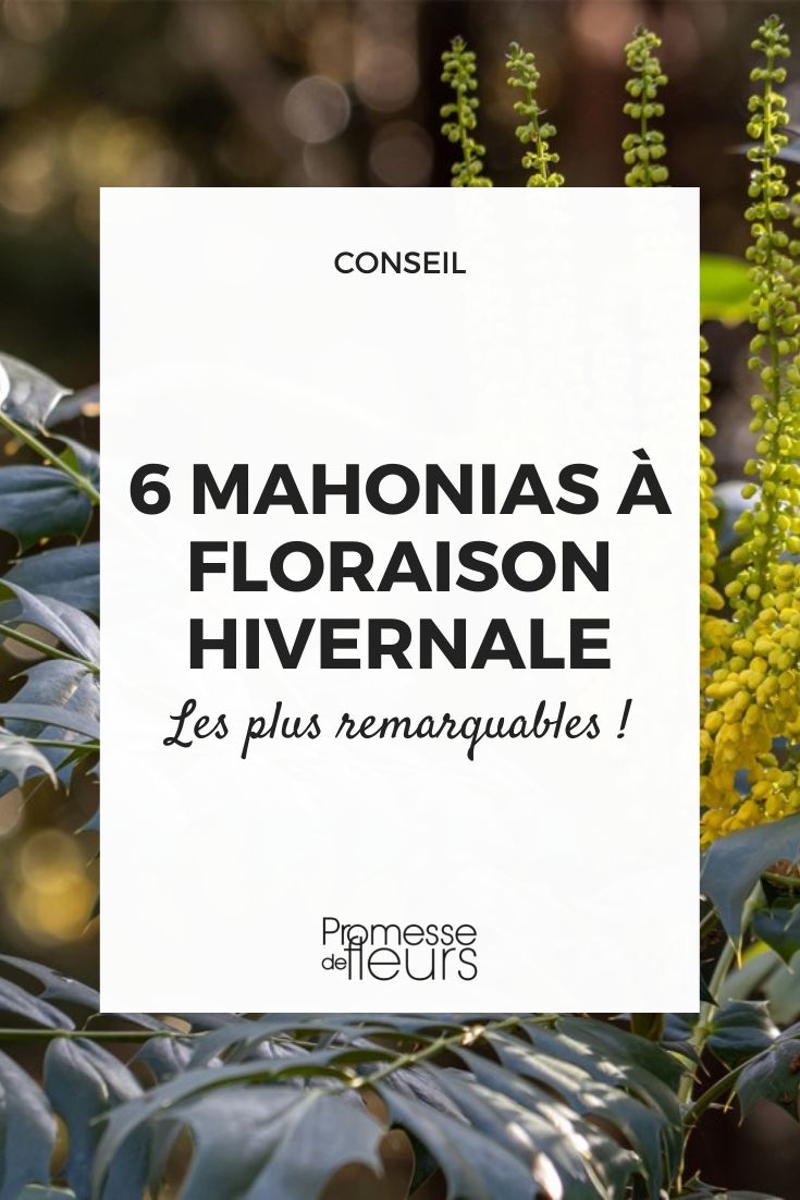 Die bemerkenswertesten winterblühenden Mahonien