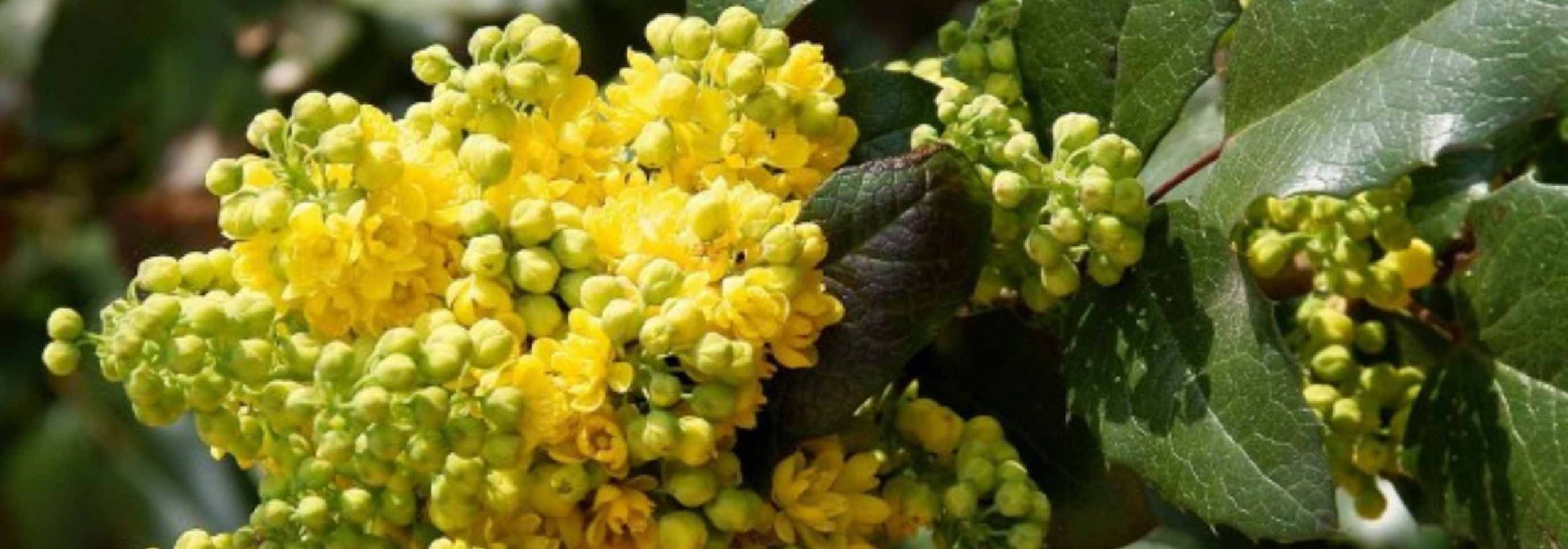 6 Stachellose Mahonien mit Winterblüte