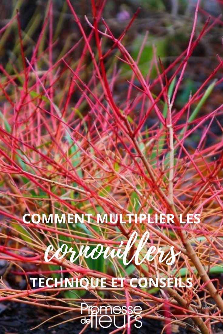Cornus vermehren