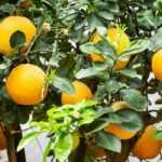 Orangenbaum im Topf kultivieren