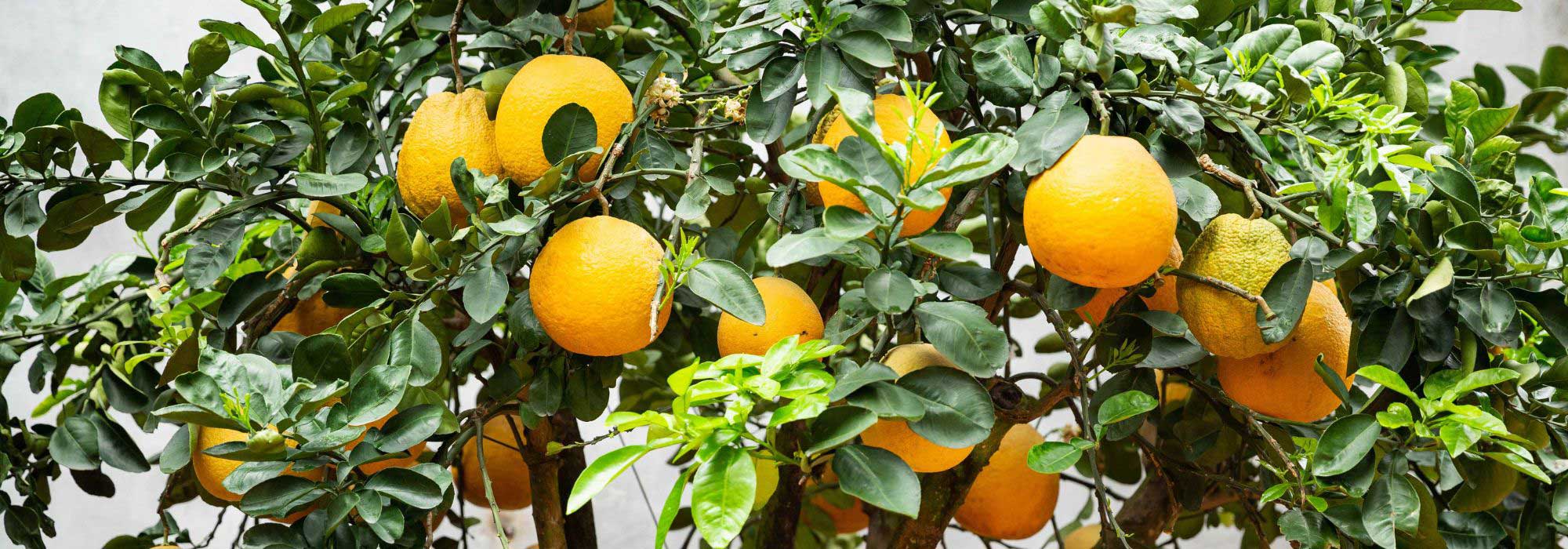 Orangenbaum im Topf kultivieren