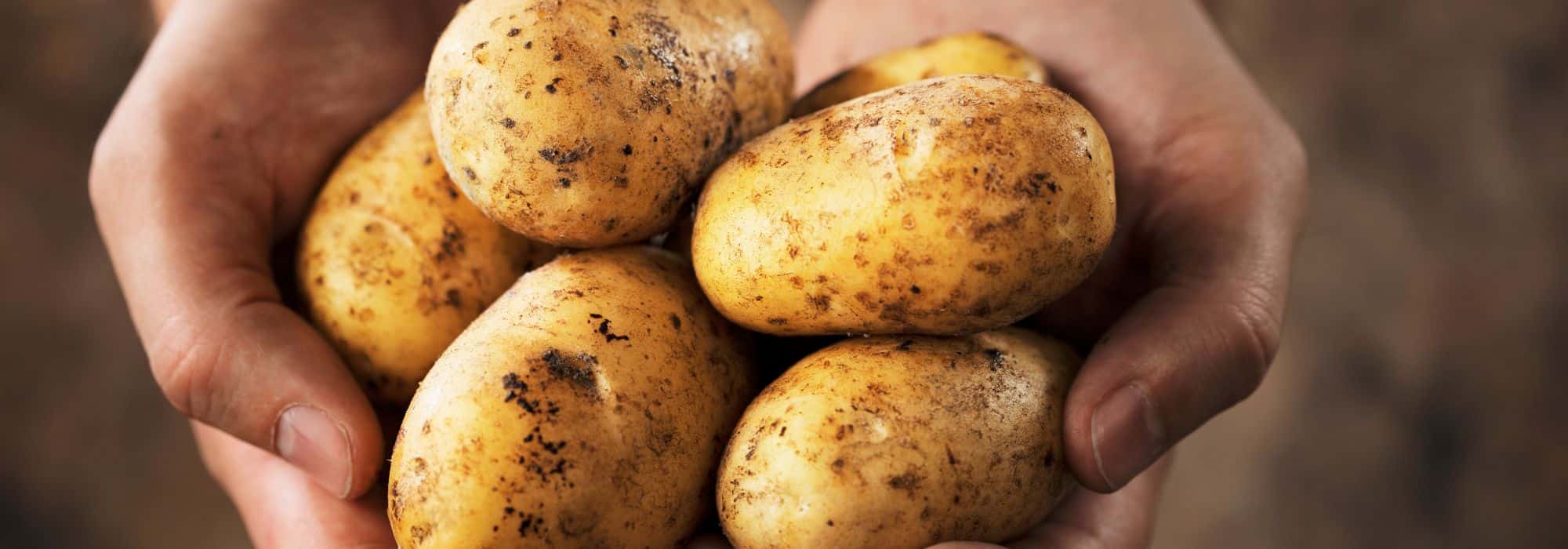 Mehltauresistente Kartoffeln