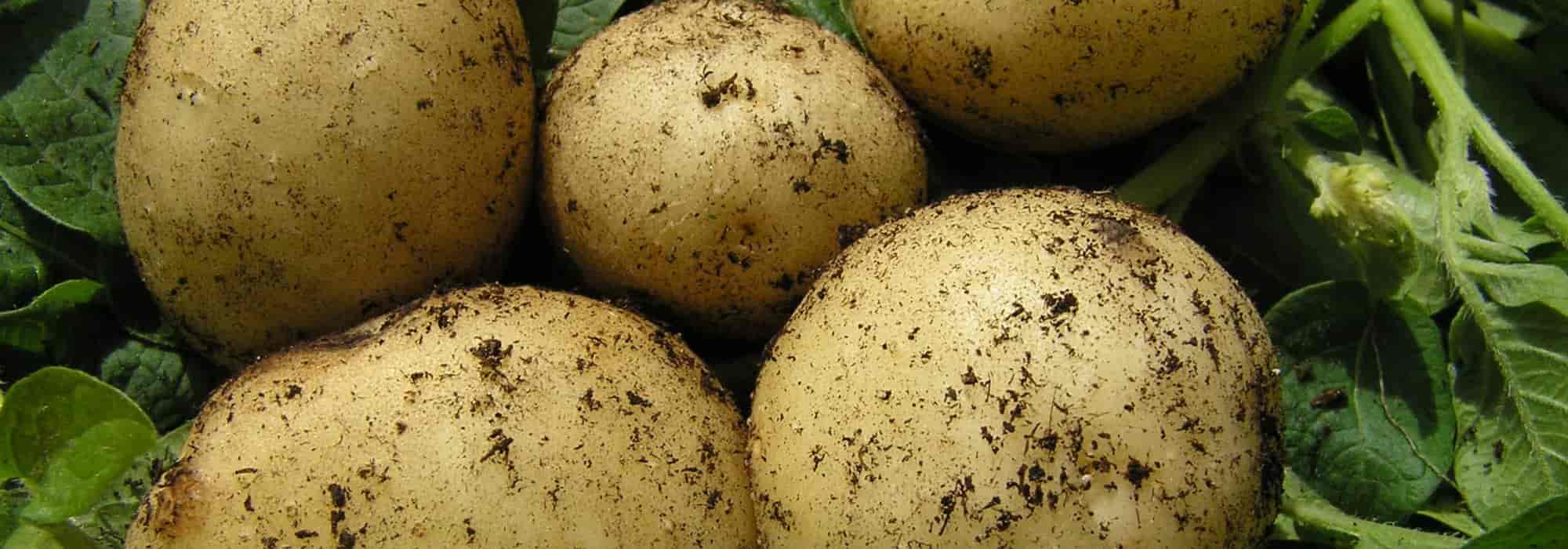 Beste späte Kartoffeln