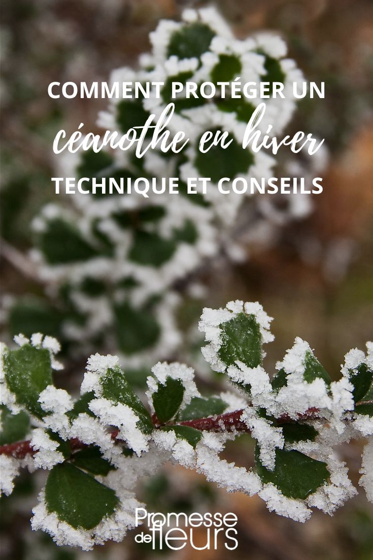 Einen Ceanothus im Winter schützen
