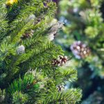 Weihnachtsbaum im Garten pflanzen?