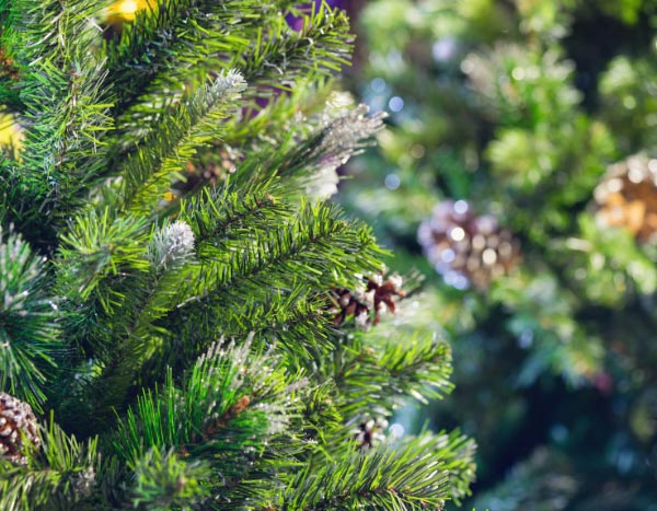 Weihnachtsbaum im Garten pflanzen?
