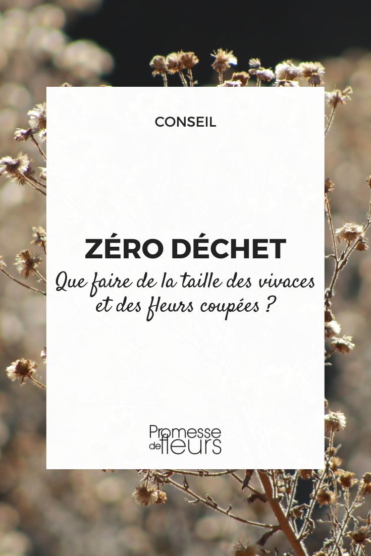 Zero Waste: Was tun mit Schnittgut von Stauden und verblühten Blumen?  

Im Garten fallen regelmäßig Schnittgut von Stauden und verblühte Blumen an. Doch statt sie einfach zu entsorgen, gibt es nachhaltige Möglichkeiten, dieses organische Material sinnvoll weiterzuverwenden.  

**1. Kompostieren**  
Verblühte Blüten und Staudenschnitt eignen sich hervorragend für den Kompost. Achten Sie darauf, holzige oder dicke Stängel zu zerkleinern, um den Zersetzungsprozess zu beschleunigen.  

**2. Mulchen**  
Zerkleinertes Schnittgut kann als Mulchschicht um Pflanzen verteilt werden. Dies schützt den Boden, hält die Feuchtigkeit und unterdrückt Unkraut.  

**3. Naturbelassene Rückzugsorte**  
Lassen Sie einige verblühte Stauden stehen – sie bieten Insekten und Vögeln im Winter Schutz und Nahrung.  

**4. Kreative Dekoration**  
Trocknen Sie besonders schöne Blütenstände und verwenden Sie sie für herbstliche Gestecke oder Naturbastelprojekte.  

**5. Gründüngung**  
Arbeiten Sie kleingeschnittenes Material in den Boden ein, um die Humusbildung zu fördern.  

Durch diese Methoden reduzieren Sie Abfall und schließen den natürlichen Kreislauf in Ihrem Garten – ganz im Sinne der Zero-Waste-Philosophie!