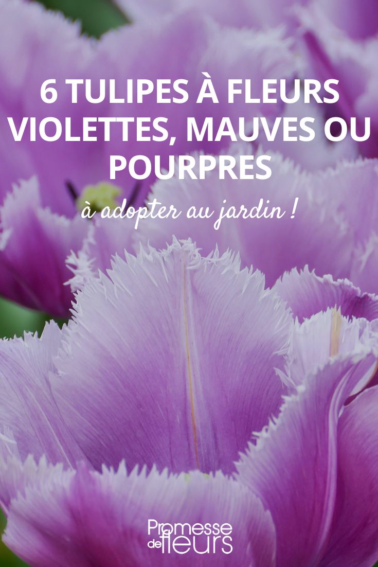 6 Tulpen in violetten, malvenfarbenen und purpurnen Blüten