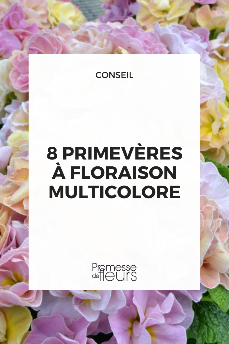 Primel mit mehrfarbigen Blüten