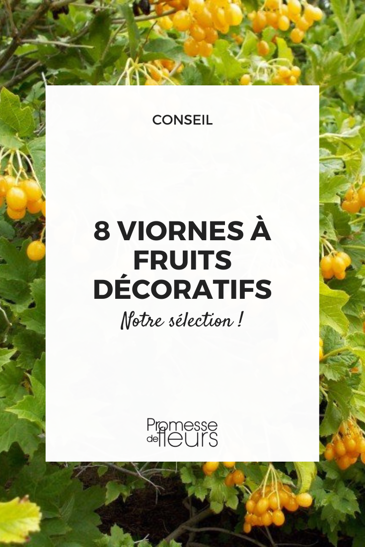 Farbenfrohe Beeren von Viburnum opulus 'Xanthocarpum'