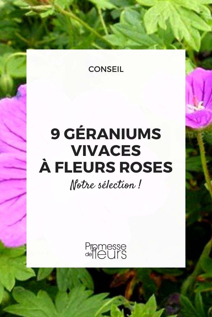 Mehrjähriger Geranium mit rosa Blüte