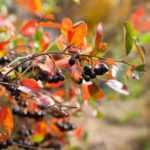 Aronia vermehren?