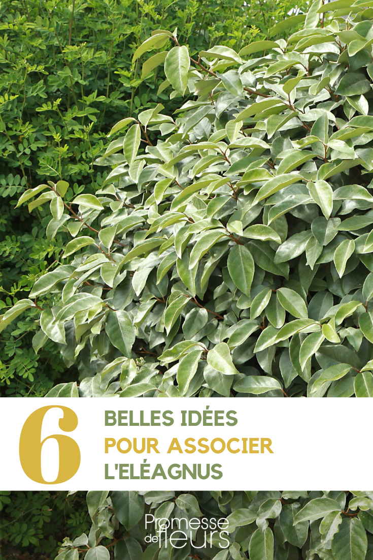Ideen für Pflanzkombinationen mit Elaeagnus  

Elaeagnus, auch bekannt als Ölweide oder Silberstrauch, ist eine vielseitige Pflanze, die sich hervorragend für verschiedene Gartenstile eignet. Hier sind einige inspirierende Kombinationsmöglichkeiten:  

1. **Mit immergrünen Pflanzen**:  
   Kombinieren Sie Elaeagnus mit anderen immergrünen Sträuchern wie Buchsbaum (Buxus), Kirschlorbeer (Prunus laurocerasus) oder Stechpalme (Ilex), um ganzjährig Struktur und Farbe im Garten zu schaffen.  

2. **Für kontrastreiche Blattstrukturen**:  
   Die silbrigen oder grünen Blätter des Elaeagnus harmonieren wunderbar mit Pflanzen wie Purpurglöckchen (Heuchera), Funkien (Hosta) oder Ziergräsern wie Pampasgras (Cortaderia).  

3. **Blühende Begleiter**:  
   Setzen Sie den Elaeagnus neben blühende Sträucher wie Hortensien (Hydrangea), Lavendel (Lavandula) oder Rosen (Rosa), um einen lebendigen Farbkontrast zu schaffen.  

4. **Für Duftgärten**:  
   Die duftenden Blüten des Elaeagnus passen gut zu anderen Duftpflanzen wie Flieder (Syringa), Jasmin (Jasminum) oder Winterblühern wie der Zaubernuss (Hamamelis).  

5. **Hecken und Sichtschutz**:  
   Elaeagnus eignet sich perfekt für gemischte Hecken in Kombination mit Liguster (Ligustrum), Feuerdorn (Pyracantha) oder Bambus (Fargesia).  

6. **Kübelpflanzungen**:  
   In großen Kübeln macht sich Elaeagnus gut zusammen mit Zwergkoniferen, Ziergräsern oder kleinen Blühpflanzen wie Petunien oder Pelargonien.  

7. **Für mediterranes Flair**:  
   Kombinieren Sie Elaeagnus mit Olivenbäumen (Olea europaea), Agaven (Agave) oder Rosmarin (Rosmarinus officinalis) für einen südländischen Gartenlook.  

8. **Wildobst- und Naschgärten**:  
   Die essbaren Früchte einiger Elaeagnus-Arten passen gut zu anderen Wildobststräuchern wie Sanddorn (Hippophae) oder Felsenbirne (Amelanchier).  

Tipp: Achten Sie auf ähnliche Standortansprüche – die meisten Elaeagnus-Arten bevorzugen sonnige bis halbschattige Lagen mit durchlässigem Boden.  

Welche Kombination gefällt Ihnen am besten? Haben Sie bereits Erfahrungen mit Elaeagnus im Garten gemacht?