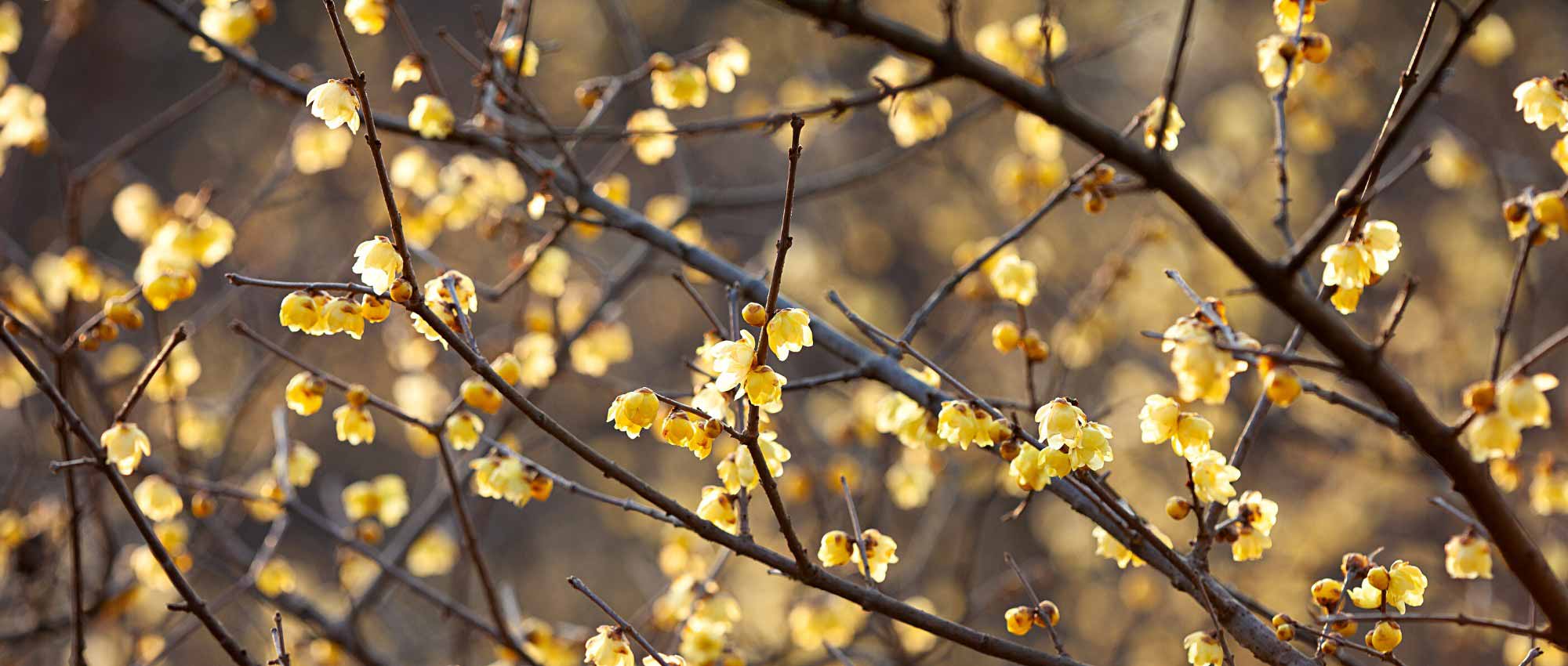 Winterblüte kombinieren