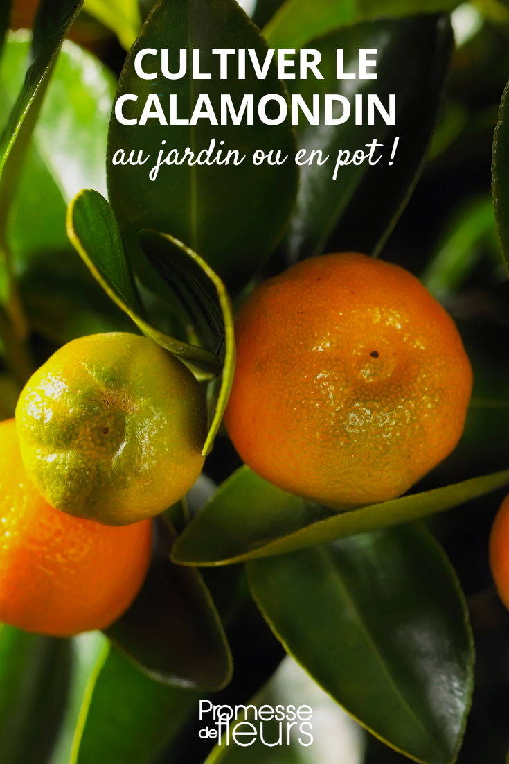 Pflegetipps für Calamondin