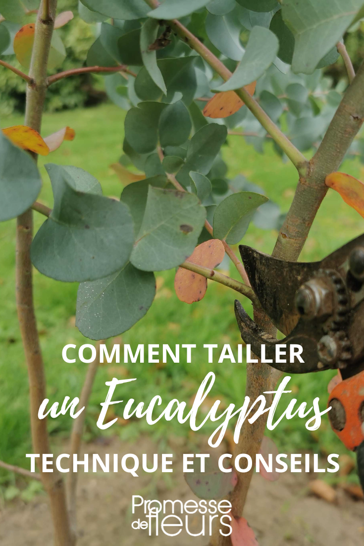 Technik zum Schneiden von Eukalyptus