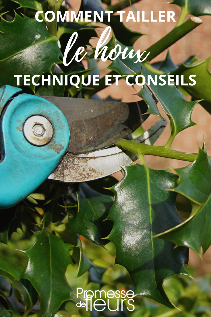 Größe der Stechpalme, Technik und Ratschläge