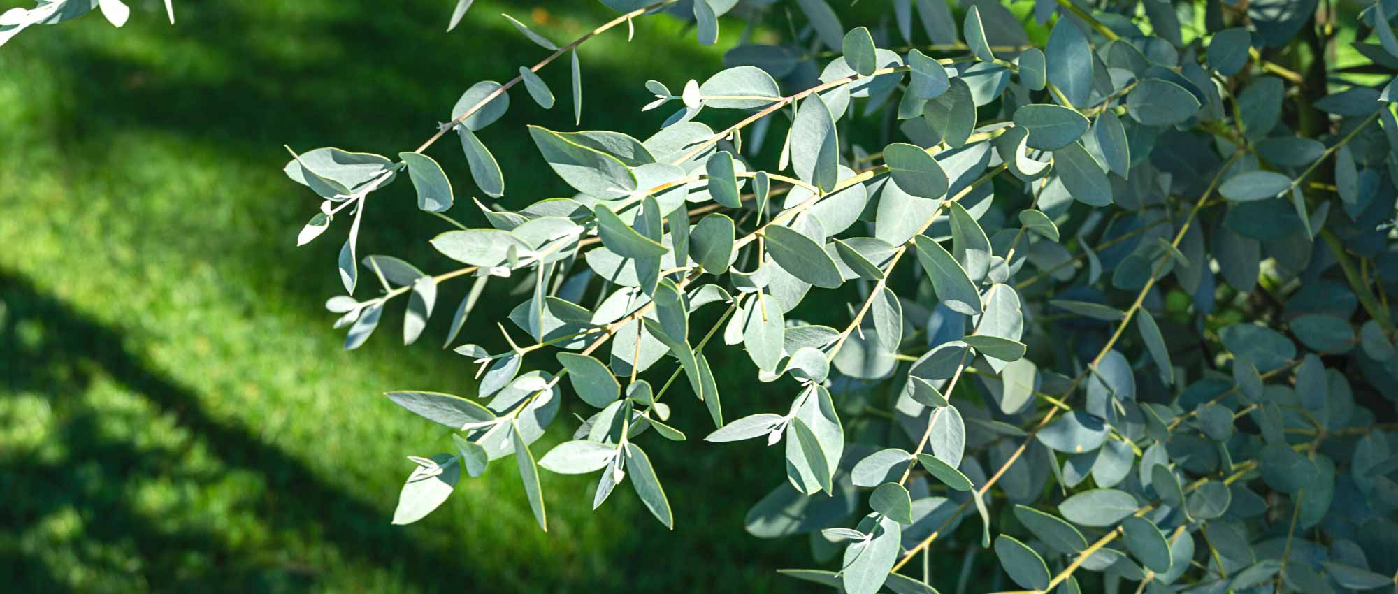 Eukalyptus kombinieren