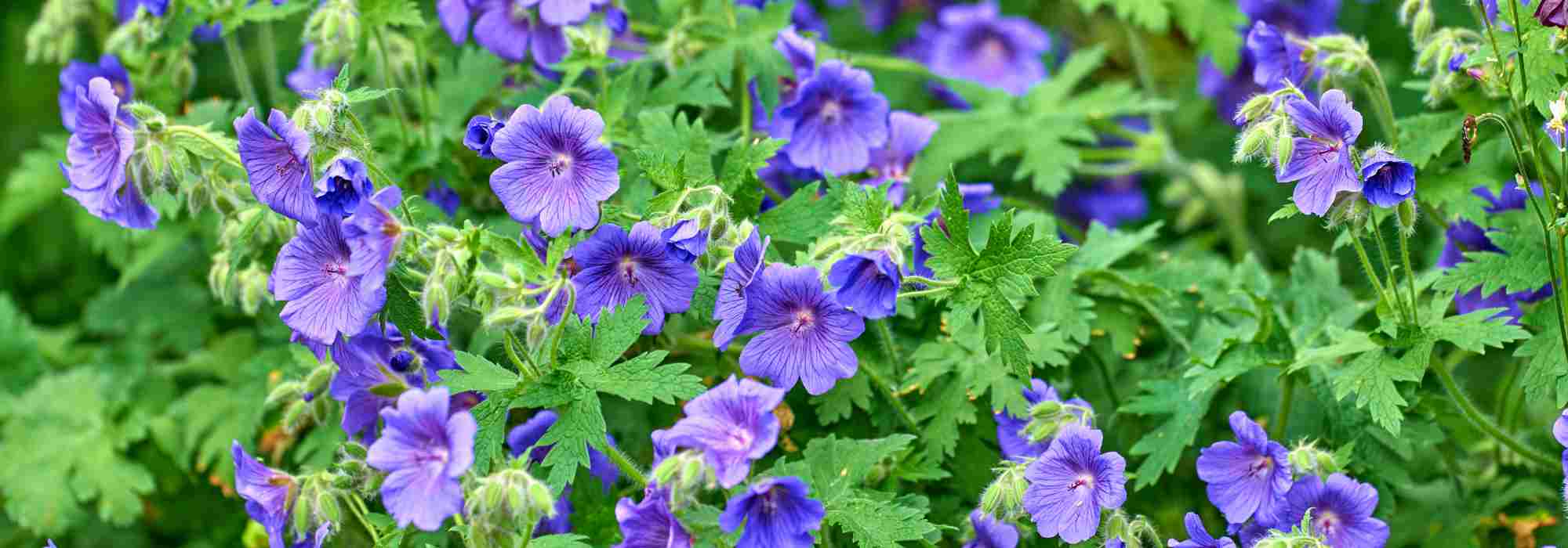 8 blau blühende Storchschnäbel