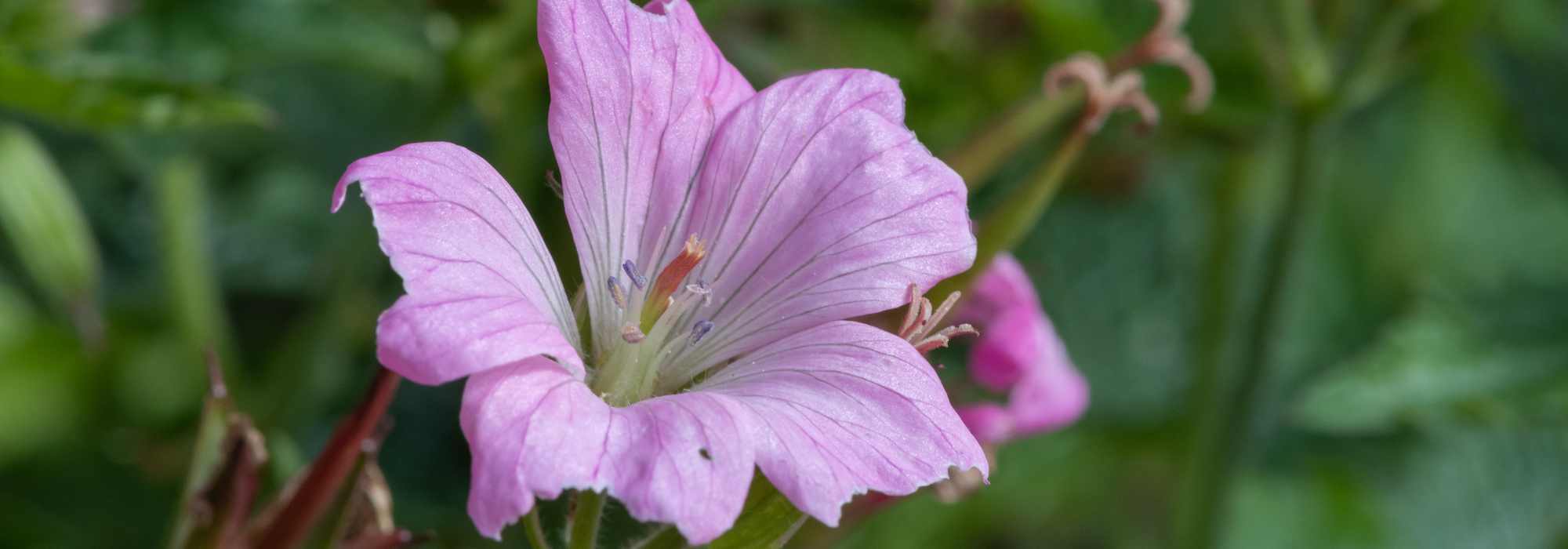 9 rosa blühende Storchschnabelgras