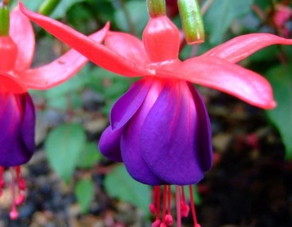 Fuchsie als Hochstämmchen: Schnitt und Pflege