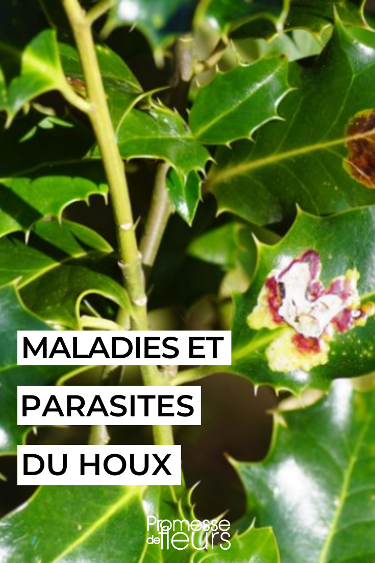 Wie pflegt man die Stechpalme Ilex