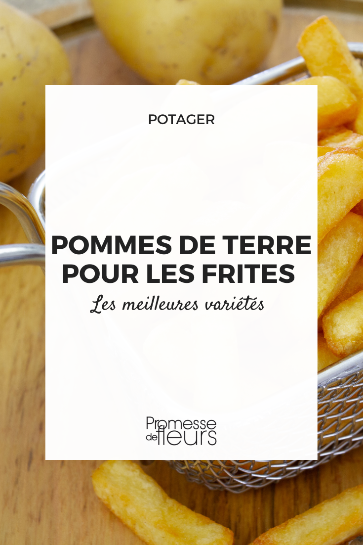Kartoffelsorten für Pommes frites