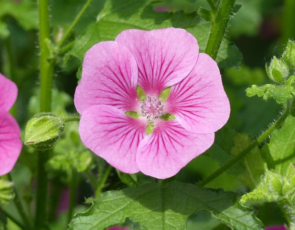 Anisodontea schneiden?