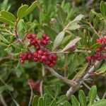Pistazienbaum, Pistacia: Pflanzung und Pflege