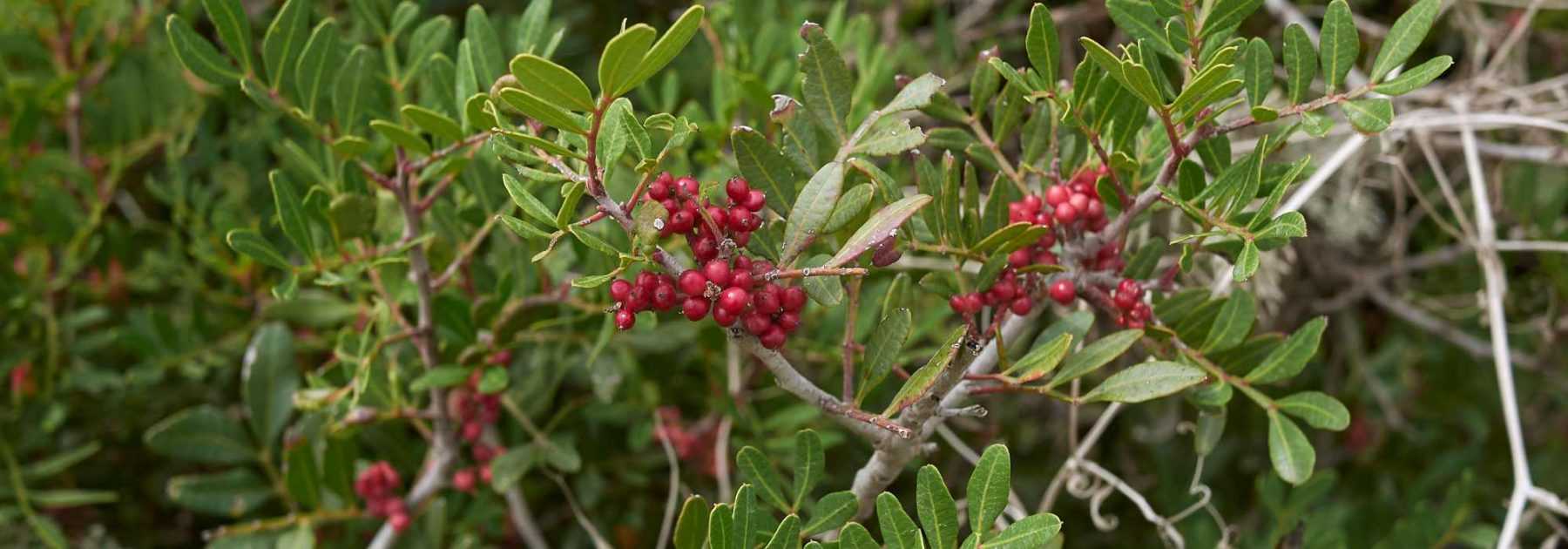 Pistazienbaum, Pistacia: Pflanzung und Pflege