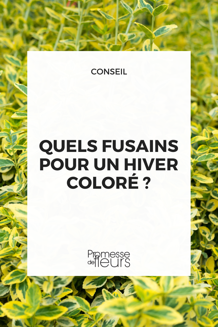Federbusch Euonymus japonicus 'Aureus'