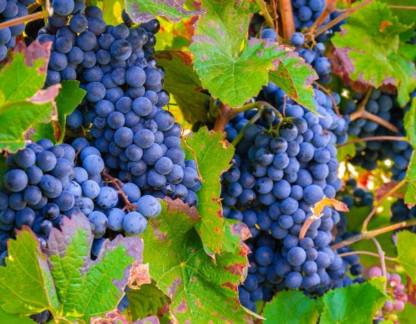 Weinreben-Rückschnitt: für reiche Trauben