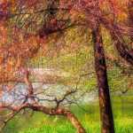 Taxodium: Pflanzung, Pflege und Kultivierung