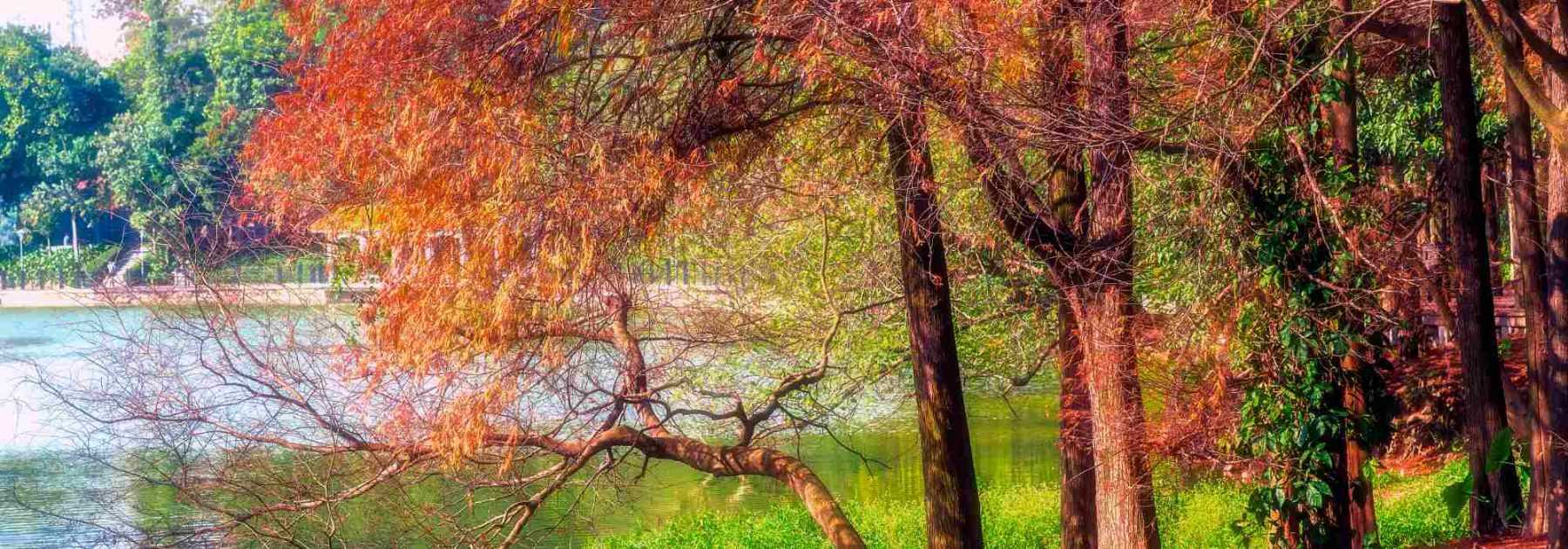 Taxodium: Pflanzung, Pflege und Kultivierung