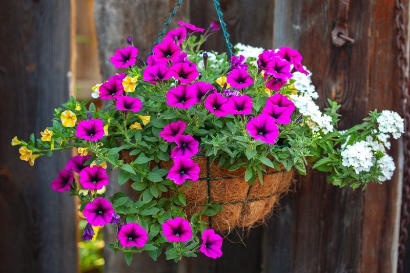 Blumenampel gestalten?