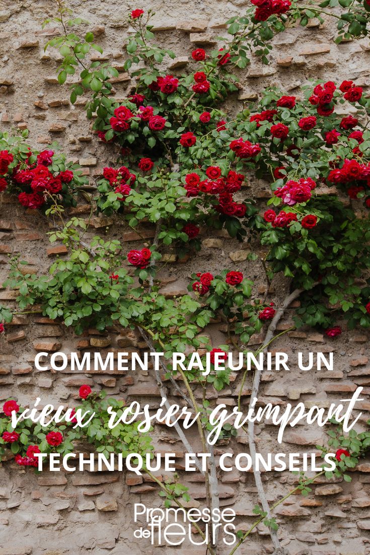 Wie man eine alte Kletterrose verjüngt, alte Rosen schneiden, Kletterrosen-Schnitt

Ein alter, vernachlässigter Kletterrose kann mit der richtigen Pflege und einem fachgerechten Schnitt zu neuem Leben erweckt werden. Hier sind die wichtigsten Schritte:

1. Der richtige Zeitpunkt:
- Idealerweise im zeitigen Frühjahr schneiden (Februar/März)
- Nicht bei Frost schneiden

2. Auslichtungsschnitt:
- Tote, kranke und schwache Triebe komplett entfernen
- Nach innen wachsende Triebe ausschneiden
- Alte, verholzte Haupttriebe teilweise entfernen (max. 1-2 pro Jahr)

3. Verjüngung:
- Bei sehr alten Rosen 1-2 der ältesten Haupttriebe bodennah abschneiden
- Junge, kräftige Basistriebe fördern
- Seitentriebe auf 3-5 Augen zurückschneiden

4. Nach der Schnittpflege:
- Rosen mit speziellem Rosendünger versorgen
- Mulchen mit Kompost oder Rindenhumus
- Ausreichend wässern

Tipp: Bei einmalblühenden Kletterrosen erst nach der Blüte schneiden, da sie am vorjährigen Holz blühen.

Mit dieser Verjüngungskur wird Ihre alte Kletterrose wieder kräftig austreiben und Sie mit üppiger Blüte belohnen!