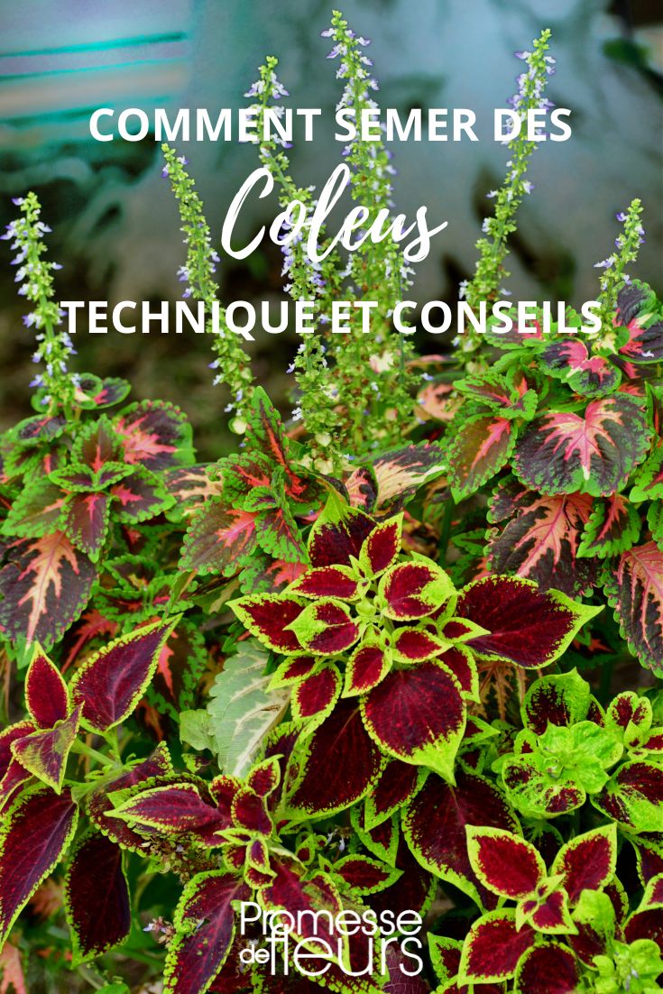 Wie man Coleus sät