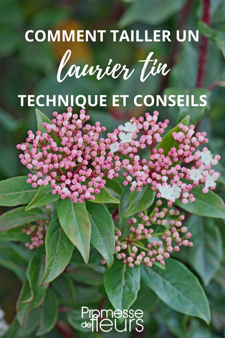 Wie schneidet man eine Lorbeerrose (Viburnum tinus)