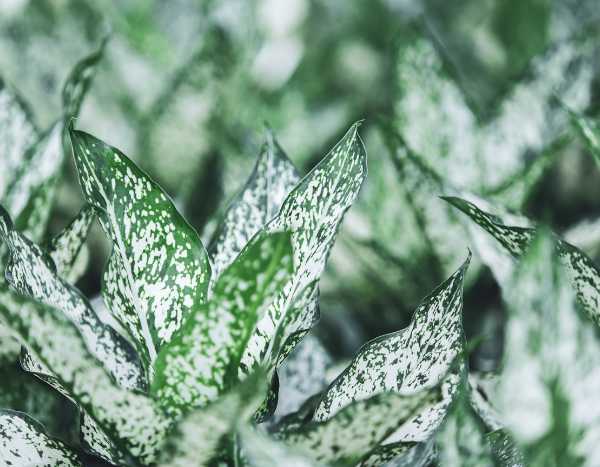 Woher kommt panaschiertes Laub?