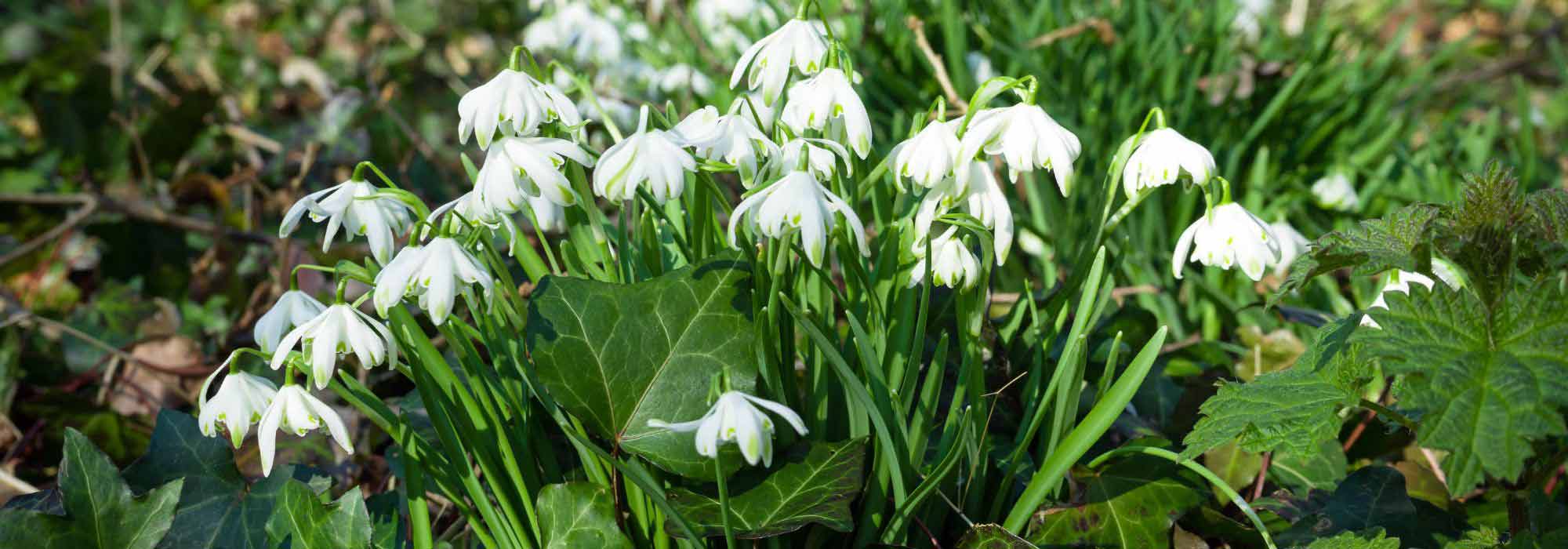 Gartenarbeiten im Februar: Was ist zu tun?