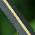 Scheinginseng auswählen