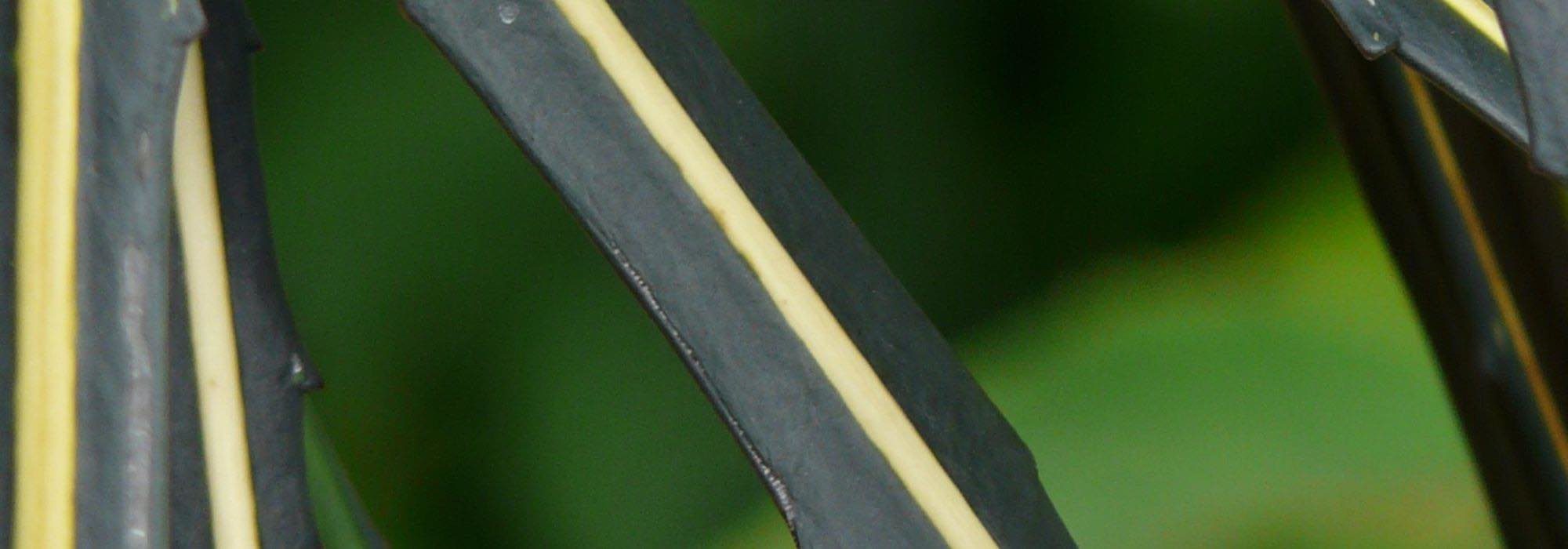 Scheinginseng auswählen