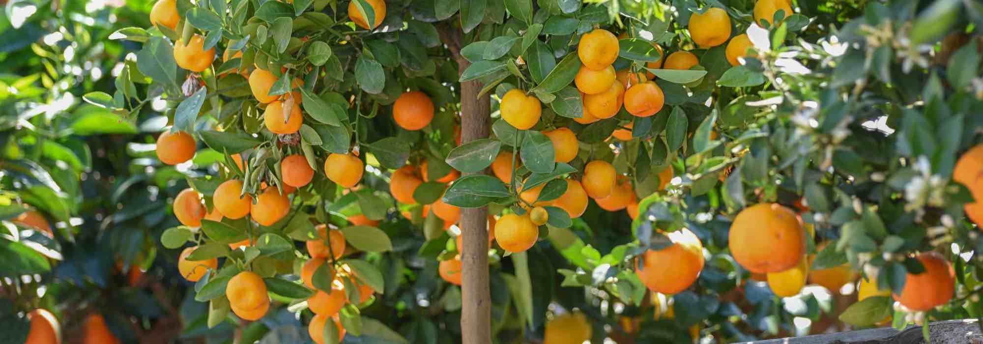 Calamondin kultivieren